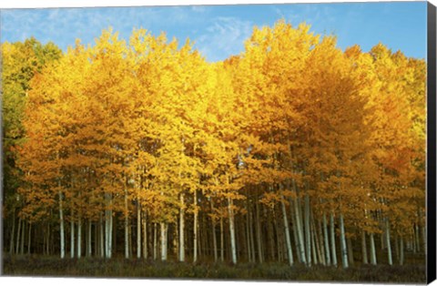 Framed Aspen trees in autumn, Last Dollar Road, Telluride, Colorado Print