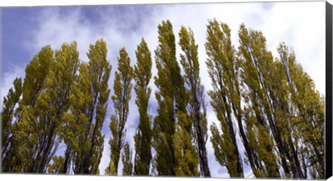 Framed Low angle view of trees, Aspens, Estancia Punta Del Monte, Aysen Region, Patagonia, Chile Print