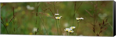 Framed Wildflowers in a field Print