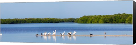 Framed White pelicans on Sanibel Island, Florida, USA Print