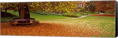 Framed Autumn Leaves in a Park, Christchurch, South Island, New Zealand Print