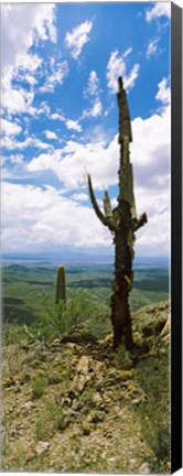 Framed Saguaro cactus on a hillside, Tucson Mountain Park, Tucson, Arizona Print