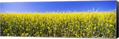 Framed Close up of Canola in bloom, Idaho Print