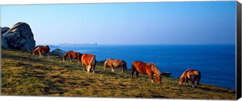 Framed Celtic horses grazing at a coast, Finistere, Brittany, France Print