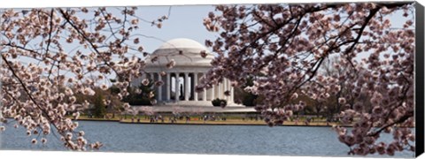 Framed Cherry Blossom trees in the Tidal Basin with the Jefferson Memorial in the background, Washington DC Print