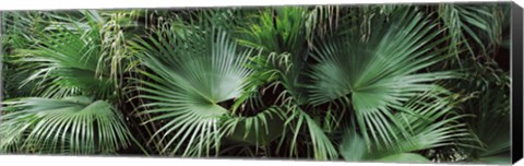 Framed Close-up of palm leaves, Joan M. Durante Park, Longboat Key, Florida, USA Print