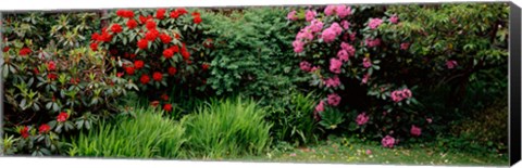 Framed Rhododendrons plants in a garden, Shore Acres State Park, Coos Bay, Oregon Print