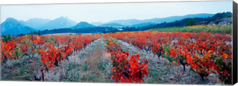 Framed Vineyards in autumn, Provence-Alpes-Cote d&#39;Azur, France Print
