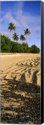 Framed Palm trees on the beach, Rarotonga, Cook Islands, New Zealand Print