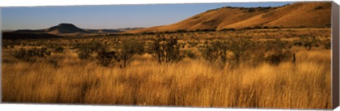 Framed Dry grass on a landscape, Texas, USA Print