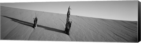 Framed Dead Pines at Coral Pink Sand Dunes State Park, Utah (black &amp; white) Print