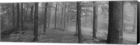 Framed Chestnut Ridge Park, Orchard Park, New York State (black and white) Print