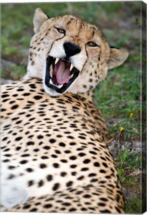 Framed Snarling Cheetah, Ndutu, Ngorongoro, Tanzania Print