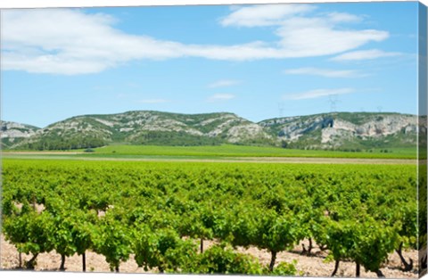 Framed Vineyards with hills in the background, Alpilles, Route d&#39;Orgon, Eyguieres, Bouches-Du-Rhone, Provence-Alpes-Cote d&#39;Azur, France Print