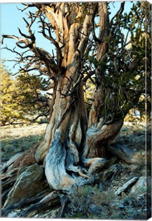 Framed Ancient Bristlecone Pine Forest, White Mountains, California Print