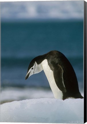 Framed Chinstrap Penguin, Antarctica. Print
