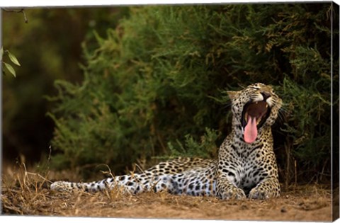 Framed African Leopard, Masai Mara GR, Kenya Print