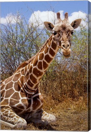 Framed Giraffe lying down, Loisaba Wilderness, Laikipia Plateau, Kenya Print
