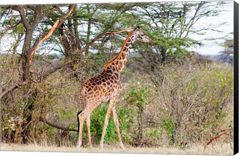Framed Giraffe, Maasai Mara National Reserve, Kenya Print