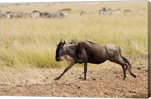 Framed Blue Wildebeest on the run in Maasai Mara Wildlife Reserve, Kenya. Print