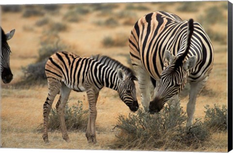 Framed Burchell&#39;s zebra foal and mother, Etosha National Park, Namibia Print