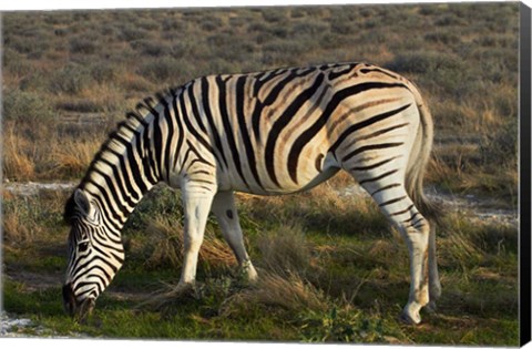 Framed Zebra grazing, burchellii, Etosha NP, Namibia, Africa. Print