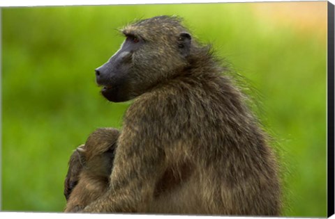 Framed Chacma baboon and baby, Kruger NP, South Africa Print