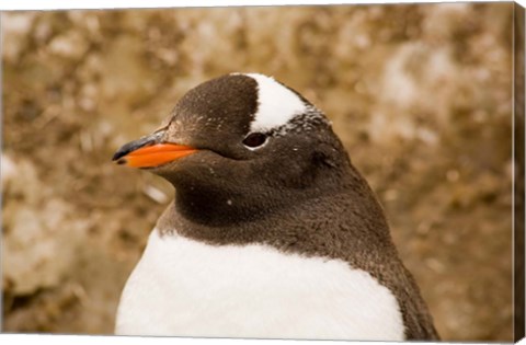 Framed Fledgling Gentoo Penguin, Antarctica Print