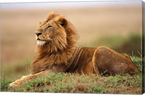 Framed Adult male lion on termite mound Print