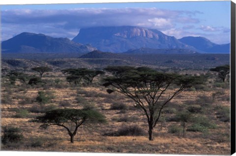Framed Acacia and Distant Massif North of Mt Kenya, Samburu National Reserve, Kenya Print
