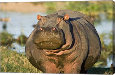 Framed Hippopotamus, Tanzania Print