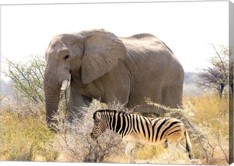 Framed African Elephant and Zebra at Namutoni Resort, Namibia Print