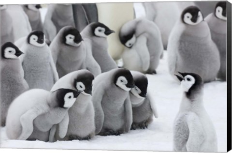 Framed Emperor Penguins on ice, Snow Hill Island, Antarctica Print