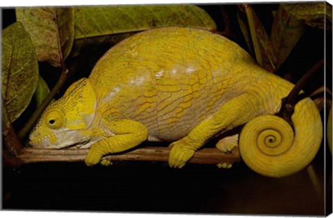 Framed Globular Chameleon, Lizards, Madagascar Print