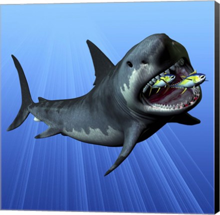 Framed Cenozoic Era Megalodon devours two swimming tuna Print