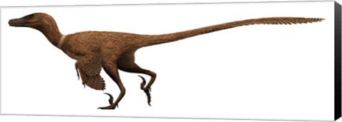 Framed Velociraptor mongoliensis was a mid-sized dinosaur from the Cretaceous Period Print