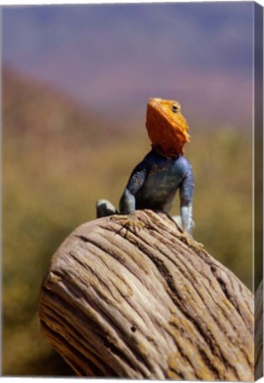 Framed Kenya: Namunyak Conservation Area, Agama Lizard on rock Print