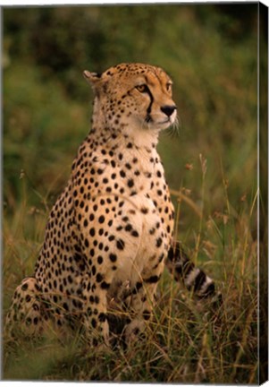 Framed Kenya: Masai Mara, head of mating cheetah Print