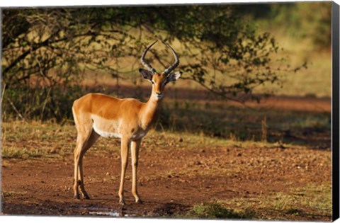Framed Impala, Maasai Mara Wildlife Reserve, Kenya Print