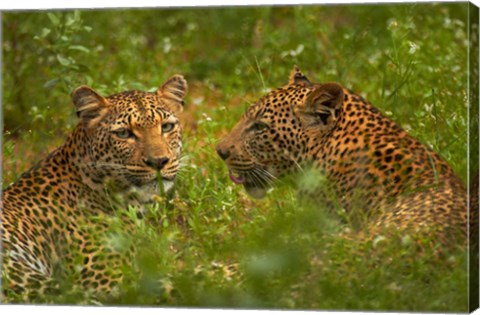 Framed Leopards, Kruger National Park, South Africa Print