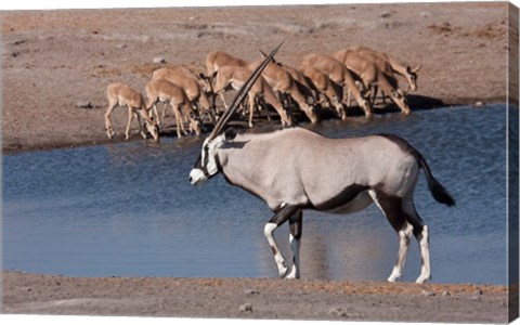 Framed Namibia, Etosha NP, Chudop, Oryx, black-faced impala Print