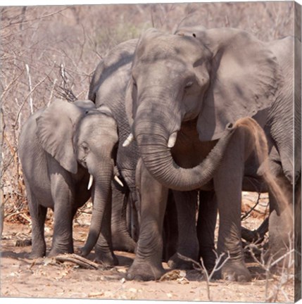 Framed Mother and baby elephant preparing for a dust bath, Chobe National Park, Botswana Print