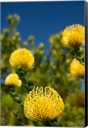 Framed South Africa, Cape Town, Yellow pincushion flowers Print