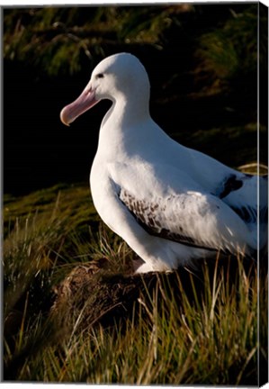 Framed South Georgia, Prion, Wandering albatross bird Print