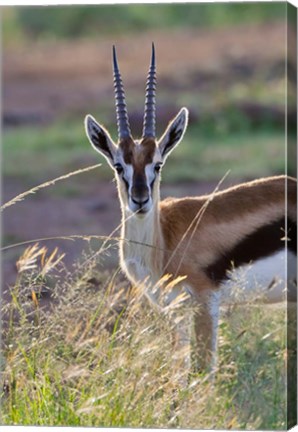 Framed Thomson&#39;s Gazelle on the savannah, Maasai Mara National Reserve, Kenya Print
