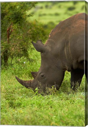 Framed Southern white rhinoceros, South Africa Print