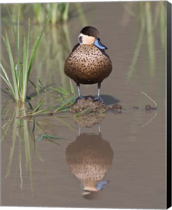 Framed Hottentot Teal duck wading, Tanzania Print