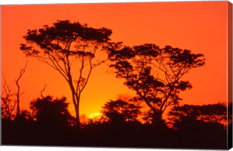 Framed Trees Silhouetted by Dramatic Sunset, South Africa Print