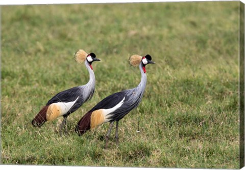 Framed Two Crowned Cranes, Ngorongoro Crater, Tanzania Print