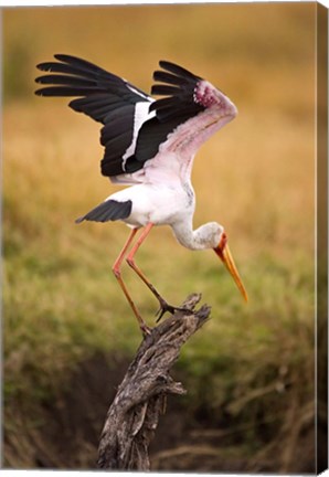 Framed Yellow-Billed Stork Readying for Flight, Maasai Mara, Kenya Print